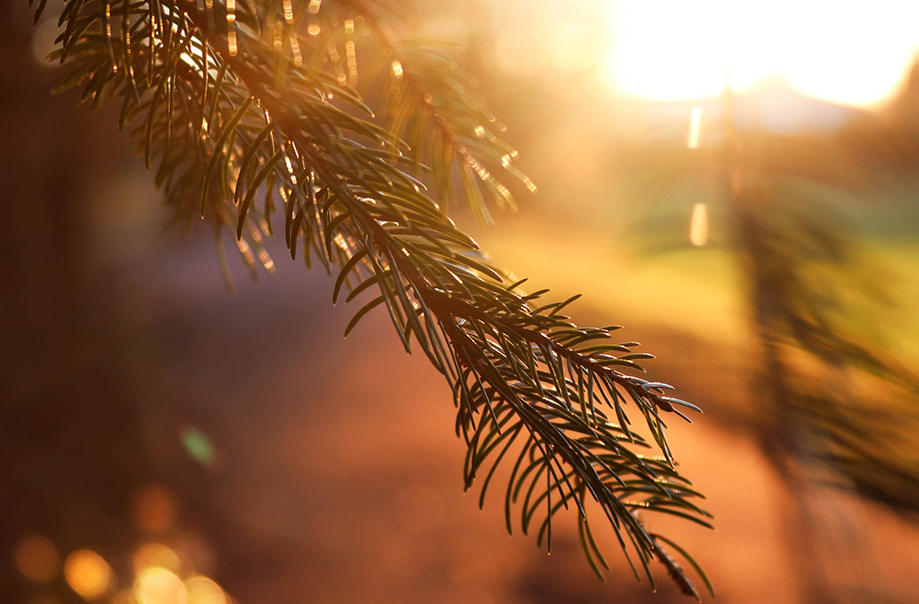 Easter: The Way of Light, the Via Lucis