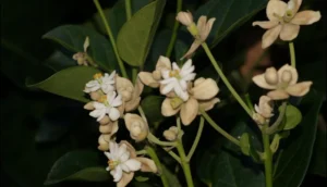 Francisco Hernández de Toledo