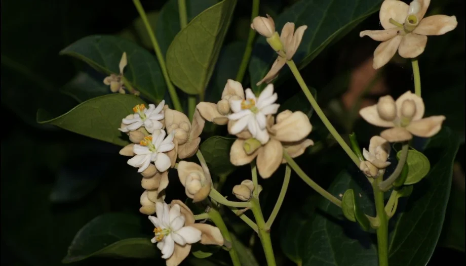 Francisco Hernández de Toledo