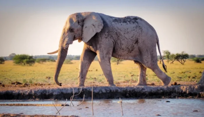 El elefante del que nadie habla de las indemnizaciones por abusos en España