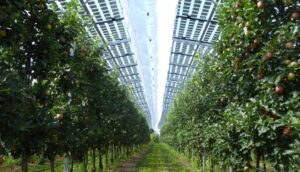 Agrivoltaic plant