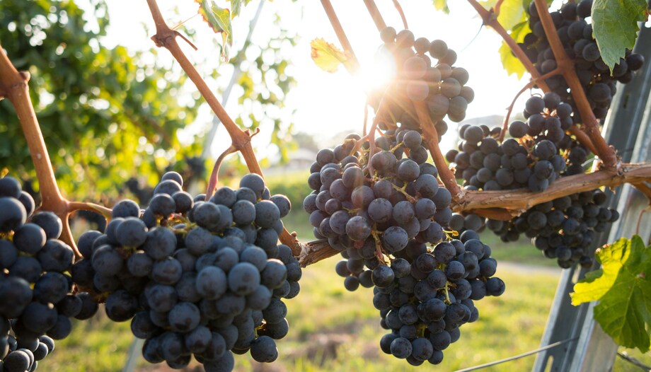 Vine